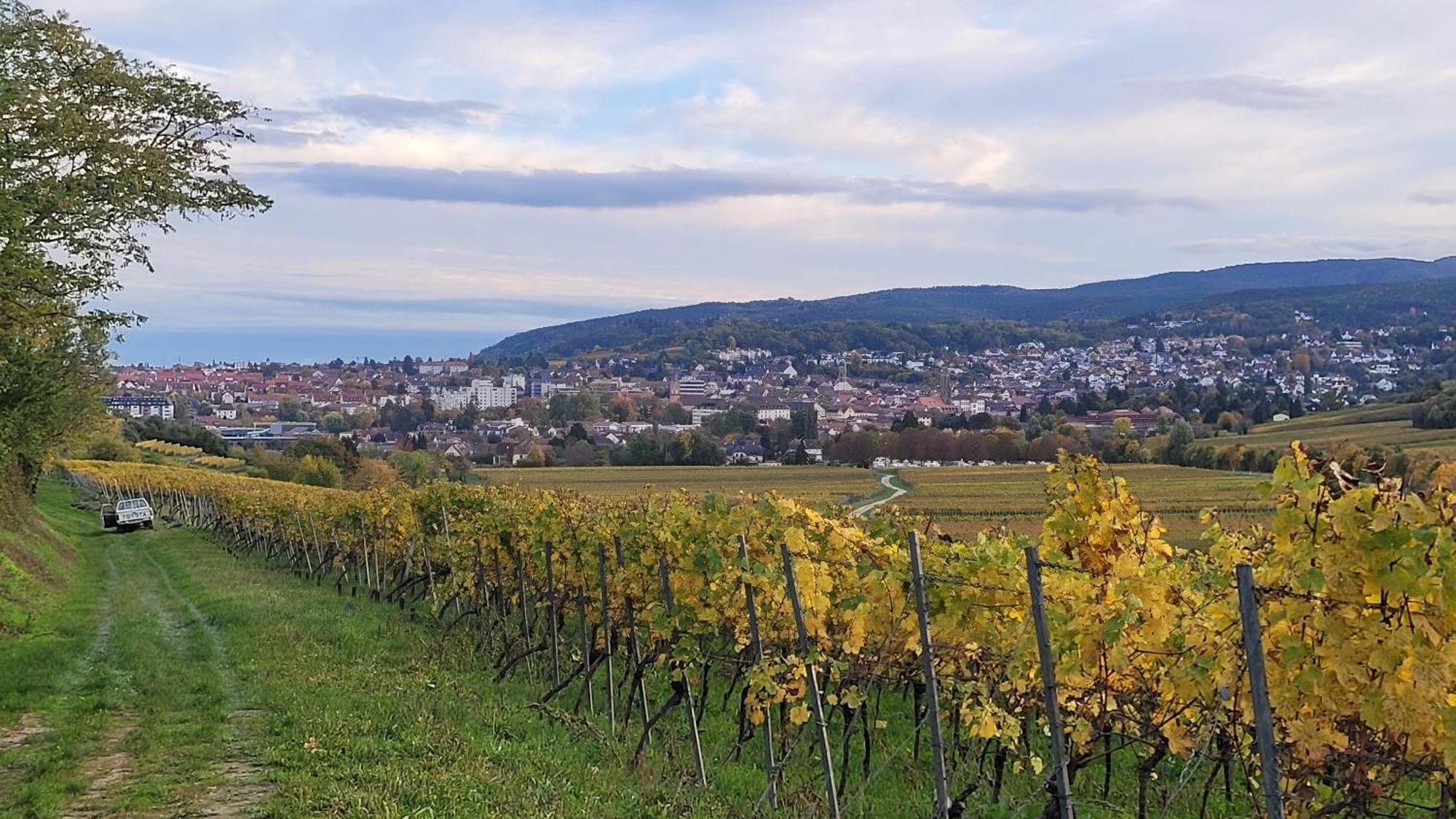 Ihr Bett Mit Blick Auf Die Weinberge 巴特迪克海姆 外观 照片